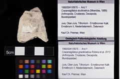 Foto (Objket + Etiketten) von Cracensigillatus gracilirostrus (Robins et al., 2013) 